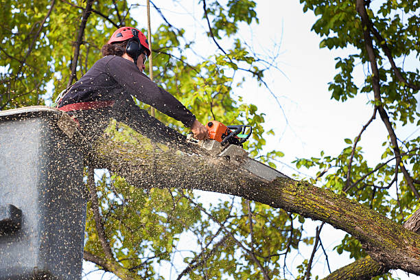 How Our Tree Care Process Works  in  Concord, CA